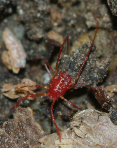 Acaro 1: Erythraeidae